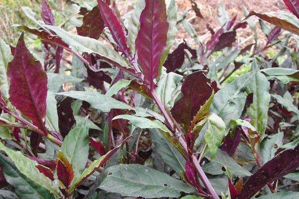 補(bǔ)血菜種植技術(shù),每年春秋扦插栽種,50天就可采收