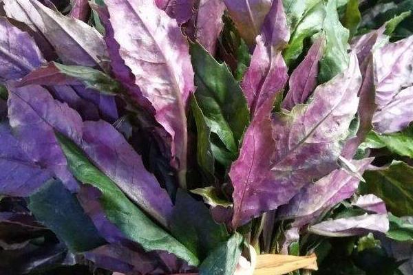 補(bǔ)血菜種植技術(shù),每年春秋扦插栽種,50天就可采收