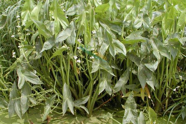 慈姑怎么種植？5步掌握慈姑種植方法