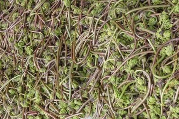 薇菜的種植與管理技術,當年一般不采收,來年才進行收割