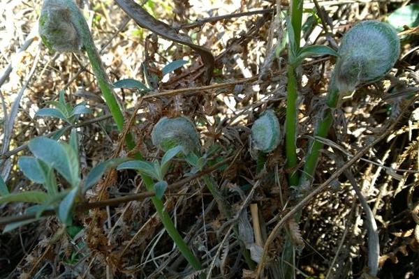 薇菜的種植與管理技術,當年一般不采收,來年才進行收割