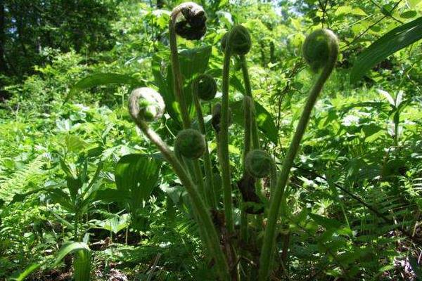 薇菜的種植與管理技術,當年一般不采收,來年才進行收割