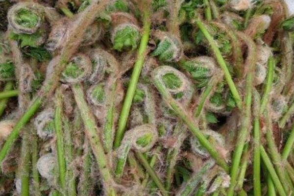 薇菜的種植與管理技術,當年一般不采收,來年才進行收割