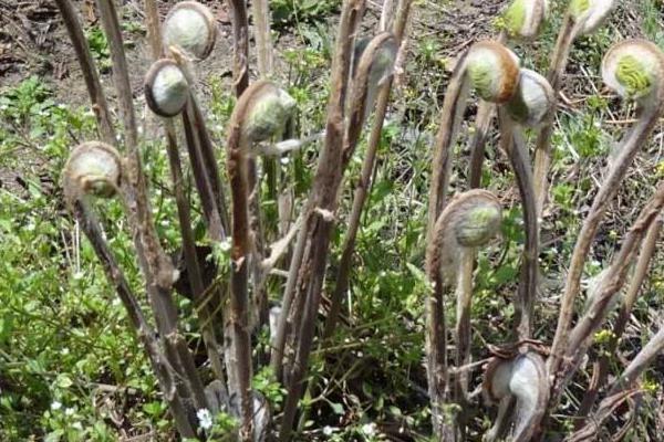 薇菜的種植與管理技術,當年一般不采收,來年才進行收割