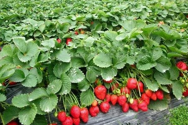 草莓栽培新技術，定植要控制好密度，平時及時排灌澆水