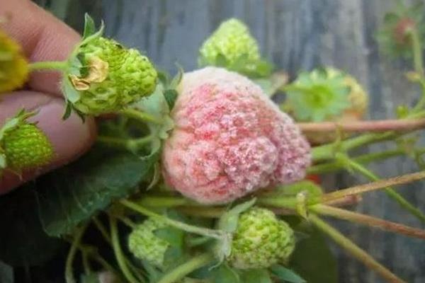 草莓爛果是什么原因？什么病引起的？附防治方法