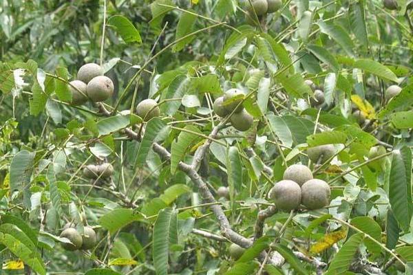 核桃施肥的時間及技術要點,不同生長期所需肥量和肥種也不同