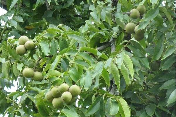 核桃施肥的時(shí)間及技術(shù)要點(diǎn),不同生長(zhǎng)期所需肥量和肥種也不同