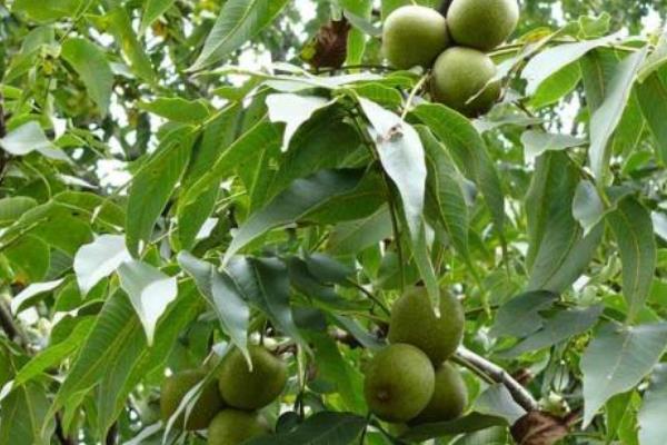 核桃施肥的時(shí)間及技術(shù)要點(diǎn),不同生長(zhǎng)期所需肥量和肥種也不同