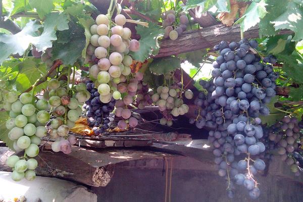 葡萄果粒小是什么原因？除了缺肥還有其它因素