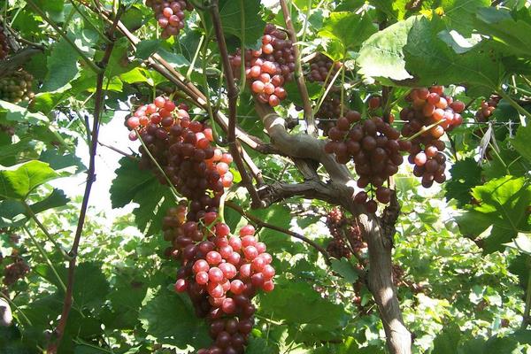 葡萄果粒小是什么原因?除了缺肥還有其它因素