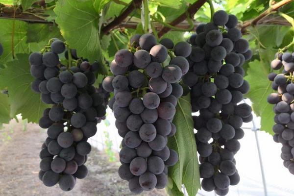 葡萄果粒小是什么原因?除了缺肥還有其它因素