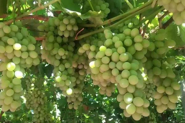 葡萄果粒小是什么原因?除了缺肥還有其它因素