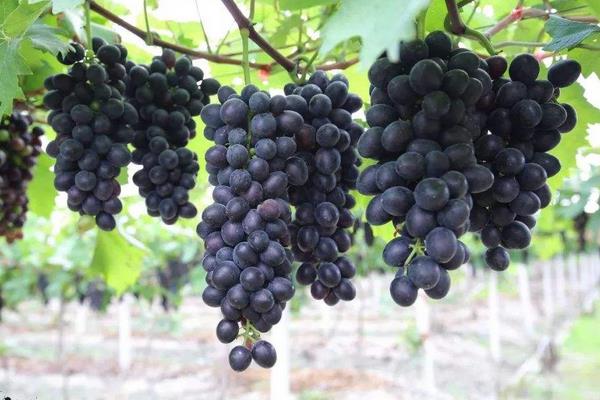 葡萄果粒小是什么原因?除了缺肥還有其它因素