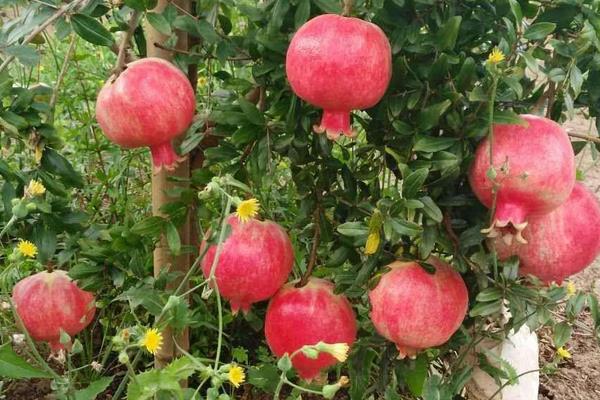 軟籽石榴種植要求及技術(shù)，大面積種植常采用扦插方式育苗