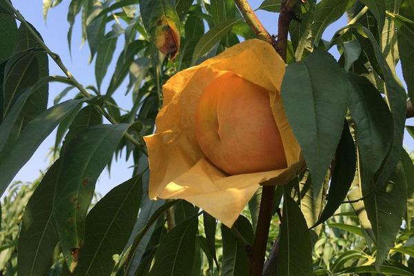 桃樹(shù)套袋新技術(shù),開(kāi)花第一個(gè)月后套袋,后期管理很重要