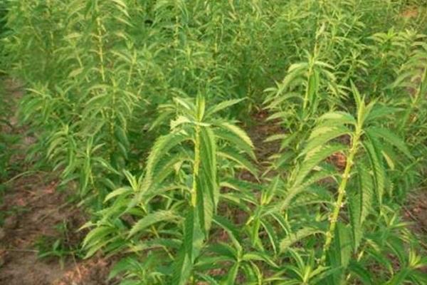 地參種植條件和方法，南方全年可種，北方4月種