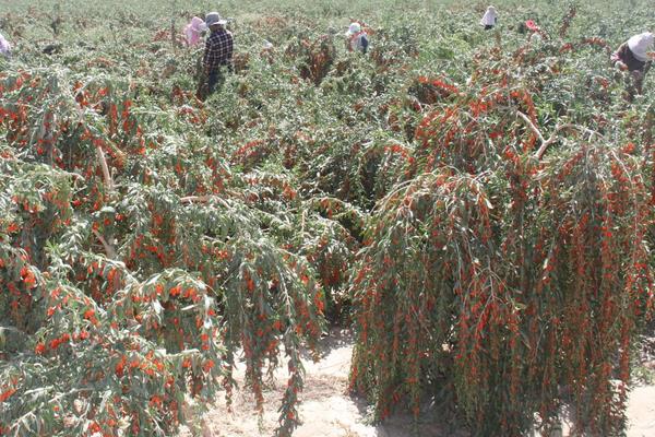 枸杞什么時候播種？多久后發芽？4個常見播種注意事項