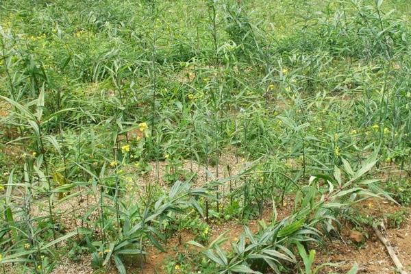 黃精種植條件與日常管理注意事項