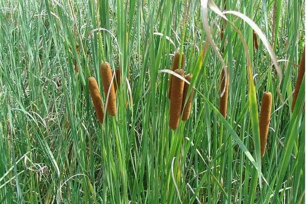 蒲黃種植技術,3至6月種植,土壤需保持濕潤