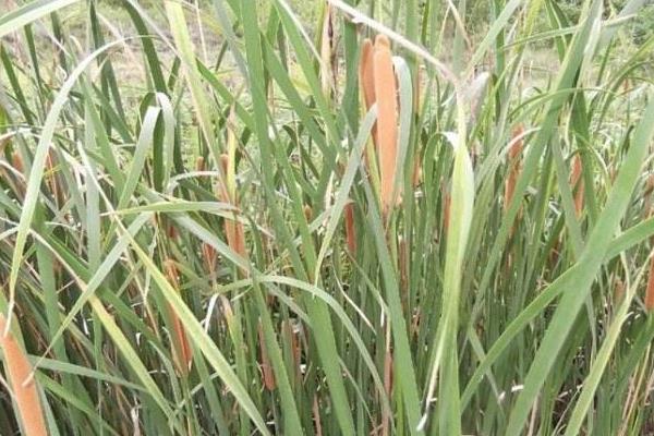 蒲黃種植技術,3至6月種植,土壤需保持濕潤