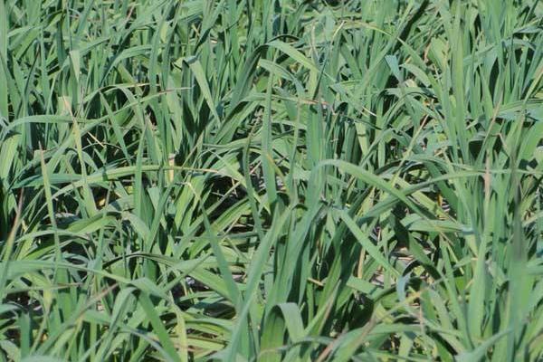 大蒜種植時間和方法,南方秋播北方春播