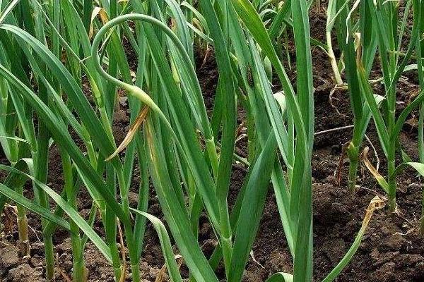 大蒜種植時(shí)間和方法，南方秋播北方春播