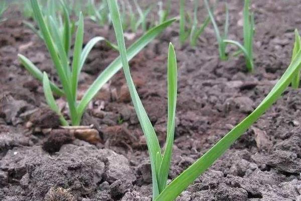 大蒜種植時(shí)間和方法，南方秋播北方春播