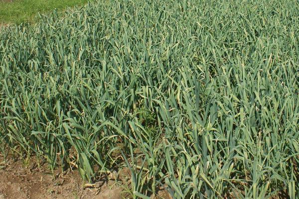 大蒜種植時(shí)間和方法，南方秋播北方春播