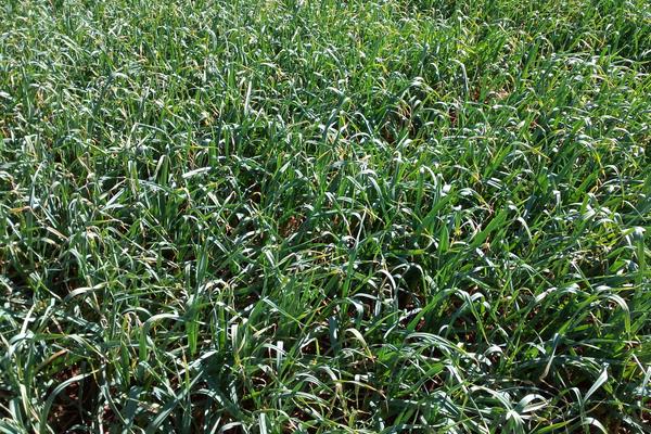 大蒜種植時(shí)間和方法，南方秋播北方春播