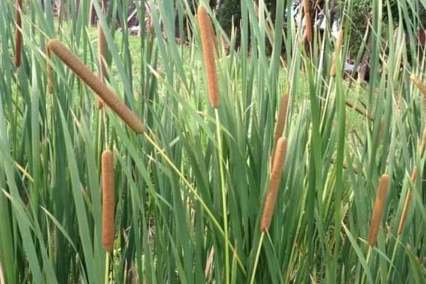 蒲黃種植技術,3至6月種植,土壤需保持濕潤