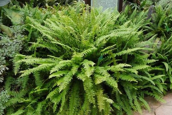 腎蕨種植方法,對溫度要求較高