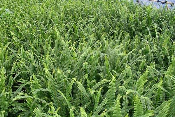 腎蕨種植方法,對溫度要求較高