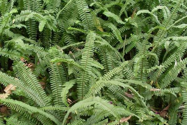 腎蕨種植方法,對溫度要求較高