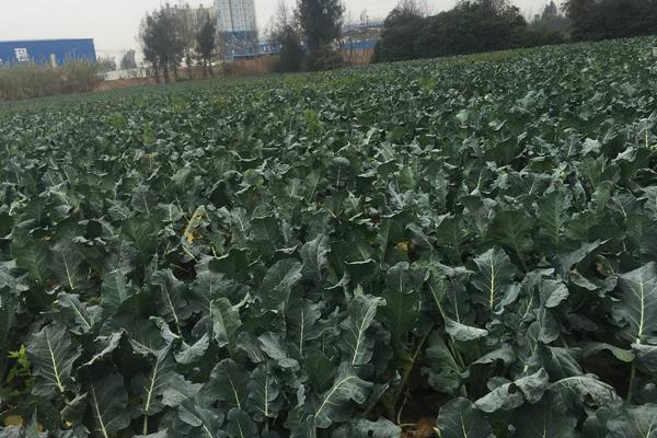 西蘭花種植時間和方法,秋季播種春節后上市