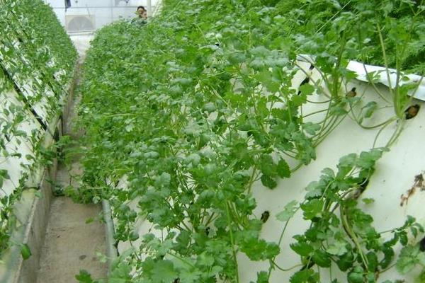 香菜無土栽培新技術,要控制好營養液濃度