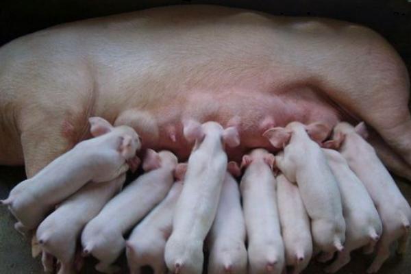 母豬產(chǎn)仔少是什么原因