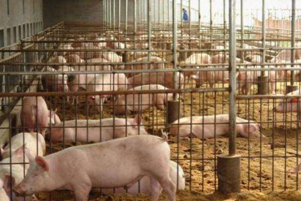 母豬產(chǎn)仔少是什么原因