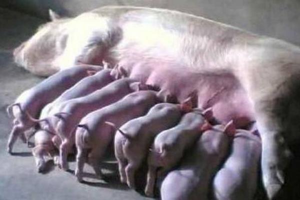 母豬產(chǎn)仔少是什么原因