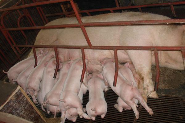 母豬產(chǎn)仔少是什么原因
