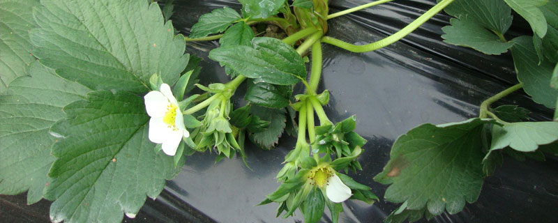 草莓一二三代苗區別，在用途上有所不同