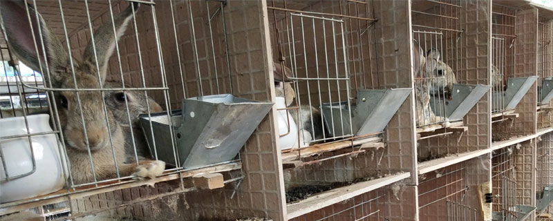 肉兔各階段養(yǎng)殖飼料配方