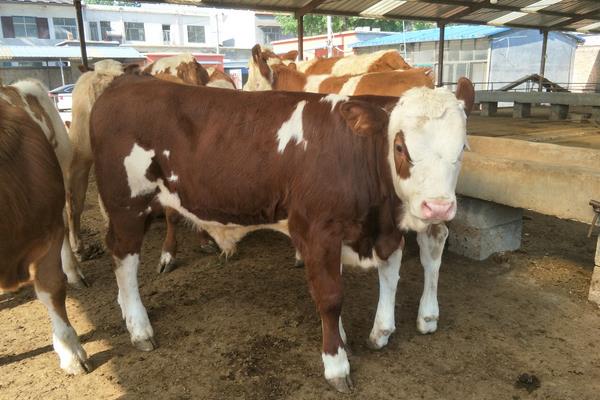 養(yǎng)殖肉牛的飼料配方