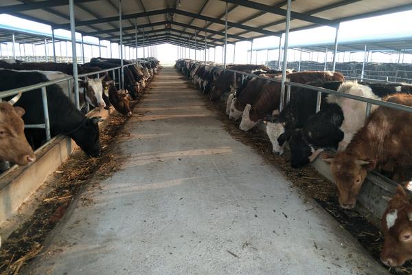 養(yǎng)殖肉牛的飼料配方