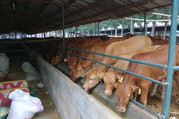 養(yǎng)殖肉牛的飼料配方