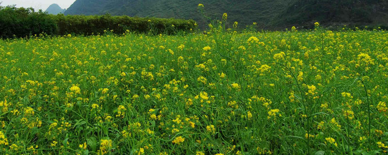 油菜地用什么除草劑，針對不同類型的雜草用不同的除草劑