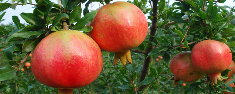 軟籽石榴種植技術 軟籽石榴優質高效栽培方法