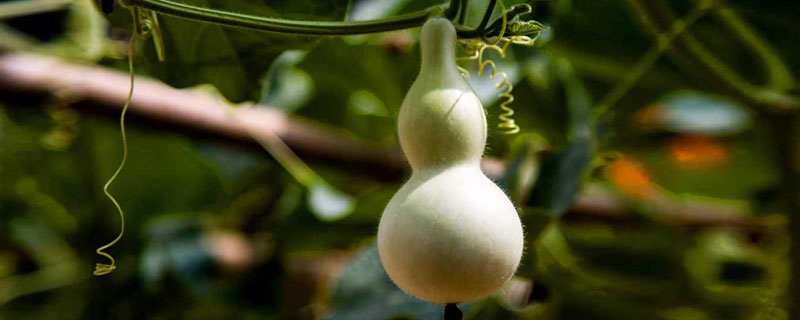 葫蘆什么時候育苗？南方3月中旬，北方4月份