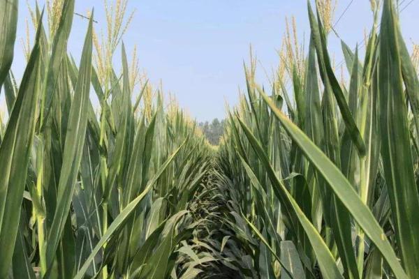 鄭原玉432玉米種介紹