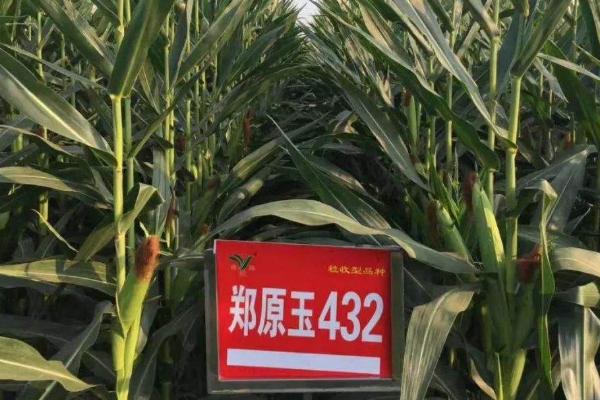 鄭原玉432玉米種介紹